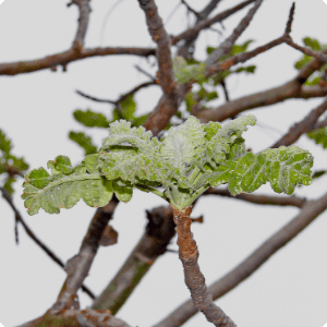 Boswellia- Joint Blend FOR Joint Pain and anti -inflammatory