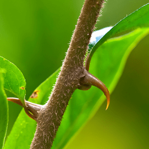 Uncaria Tomentosa- IN INDIA for osteoarthritis and Rheumatoid Arthritis
