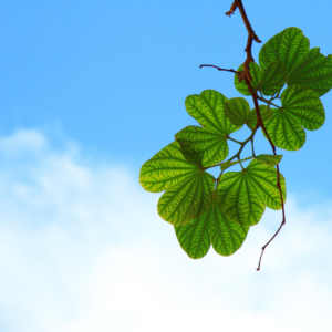 About HealthRoots Plants, herbs and ingredients