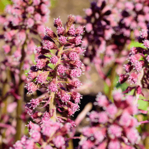 Petasites Hybridus- PA free Butterbur in India