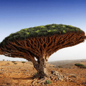 Wonder drop SANGRE DE GRADO in India