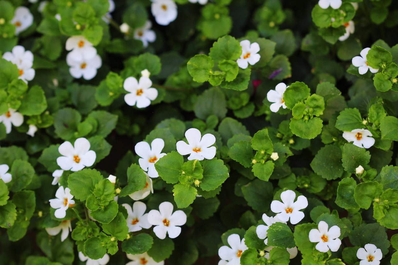 Bacopa Monnieri-Redrive-AM