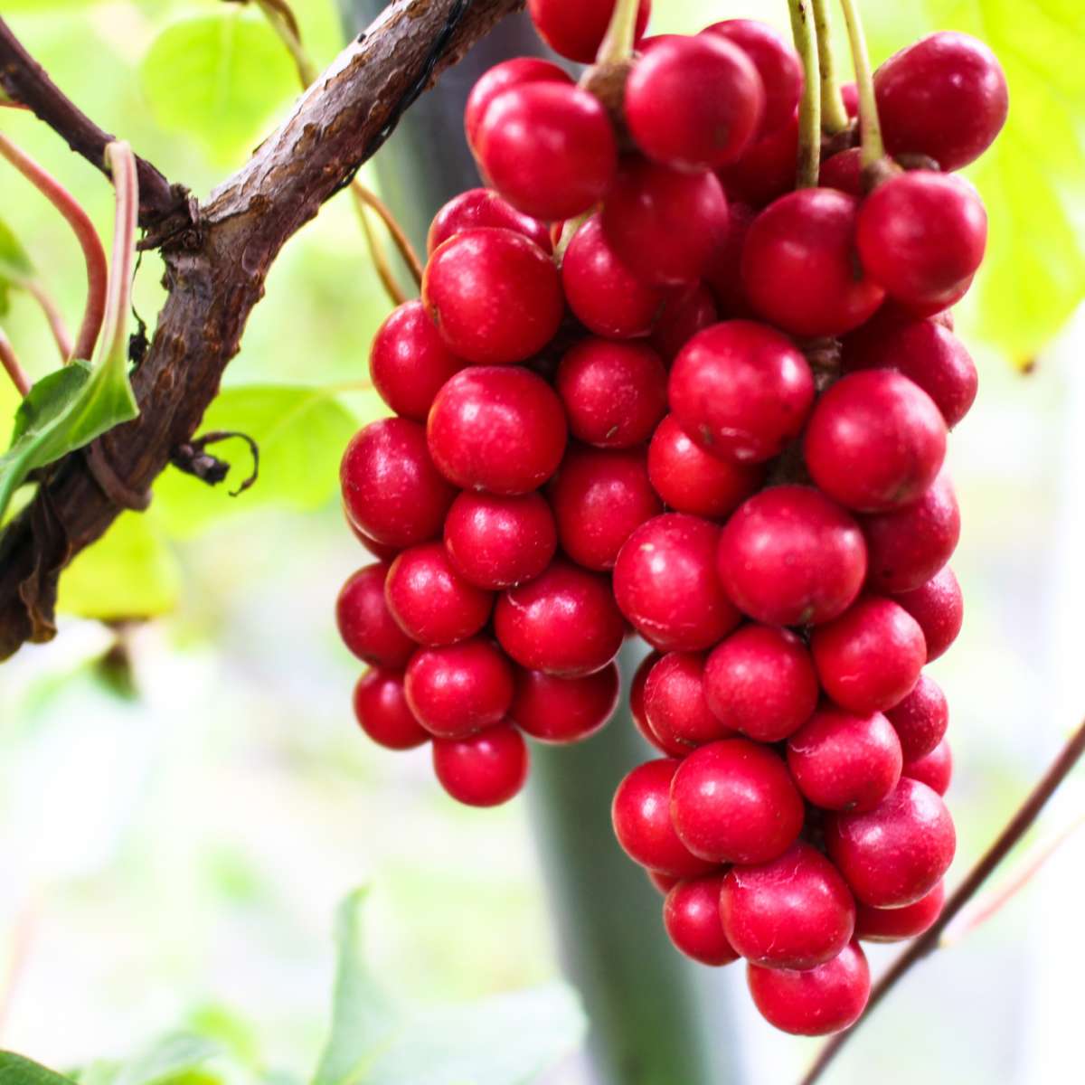Schisandra Extract-Redrive-AM