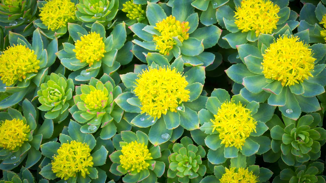 Rhodiola Rosea- Redrive-AM